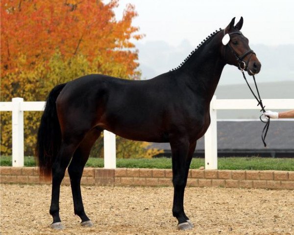 dressage horse Finch Hatton (German Sport Horse, 2010, from Fürst Wettin)