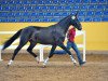 dressage horse Fontainebleau DSP (German Sport Horse, 2010, from Fürst Grandios)