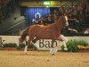 dressage horse Dakhir (Württemberger, 2010, from Don Diamond)