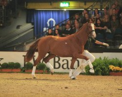 dressage horse Dakhir (Württemberger, 2010, from Don Diamond)