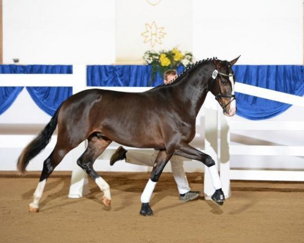 dressage horse Hengst von Diamond Hit (Bavarian, 2010, from Diamond Hit)