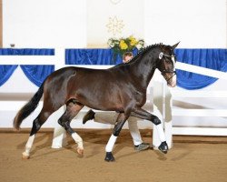 dressage horse Hengst von Diamond Hit (Bavarian, 2010, from Diamond Hit)