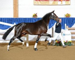 stallion Diamond Jack 2 (Bavarian, 2010, from Diamond Hit)