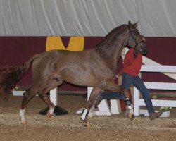 stallion Brooklyn (Bavarian, 2010, from Boston)