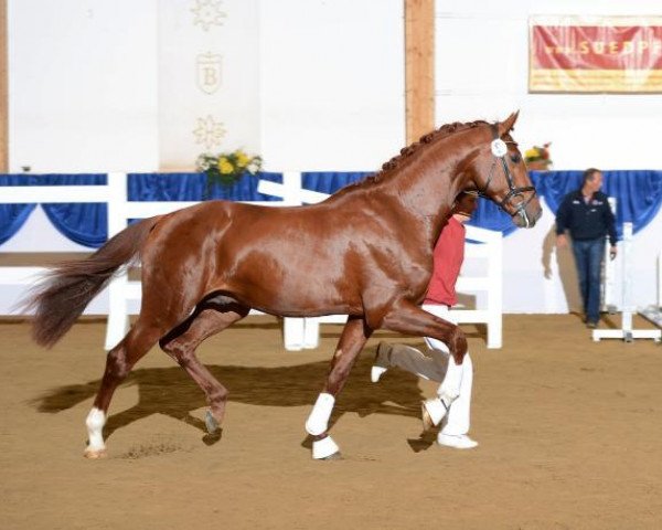 stallion Beradini (Bavarian, 2010, from Boston)