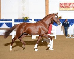 stallion Beradini (Bavarian, 2010, from Boston)