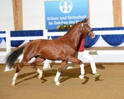 stallion Don Boston II (Bavarian, 2010, from Boston)