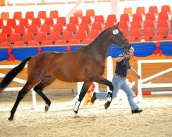 horse Hengst von Boston (German Sport Horse, 2010, from Boston)