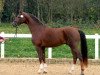 stallion Bangi (German Sport Horse, 2009, from Belissimo NRW)