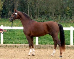 stallion Bangi (German Sport Horse, 2009, from Belissimo NRW)