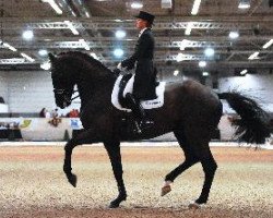 dressage horse Dark Dynamic (Hanoverian, 2003, from Don Vino)