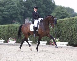 dressage horse Boogie Woogie 6 (KWPN (Royal Dutch Sporthorse), 2006, from Du Moulin)