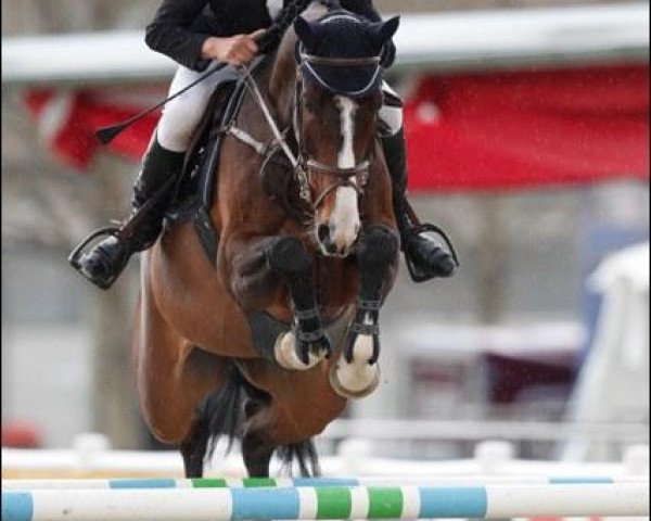 broodmare Zenita Bo (KWPN (Royal Dutch Sporthorse), 2004, from Padinus)