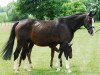 broodmare Contendra (Hanoverian, 2002, from Contendro I)