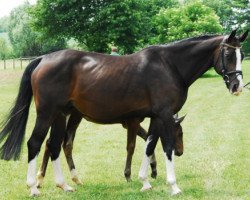 broodmare Contendra (Hanoverian, 2002, from Contendro I)