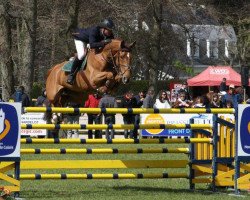 broodmare Diablesse de Muze (Belgian Warmblood, 2003, from Baloubet du Rouet)