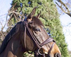 dressage horse Wladimir O.a. (KWPN (Royal Dutch Sporthorse), 2003, from Flemmingh)