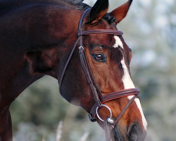 stallion Lasko (Holsteiner, 1999, from Lennon)