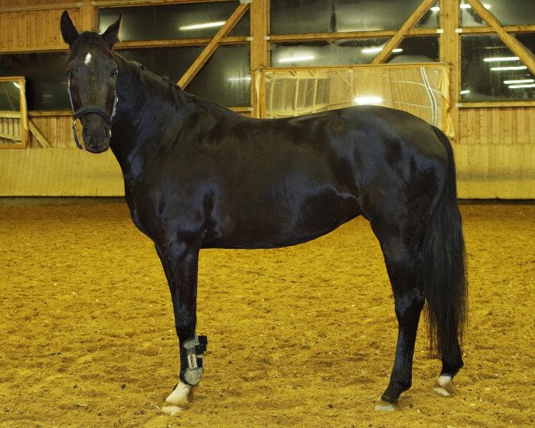 broodmare Don't call me Maria (Hanoverian, 2009, from De Niro)