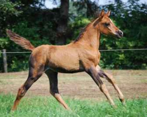 horse Dhiala Bint Gamil ox (Arabian thoroughbred, 2008, from Gamil Salaam ox)