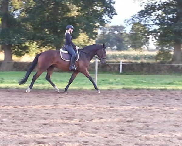 dressage horse Ron Cortes (Oldenburg, 2009, from Rubin Cortes OLD)