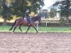 dressage horse Ron Cortes (Oldenburg, 2009, from Rubin Cortes OLD)