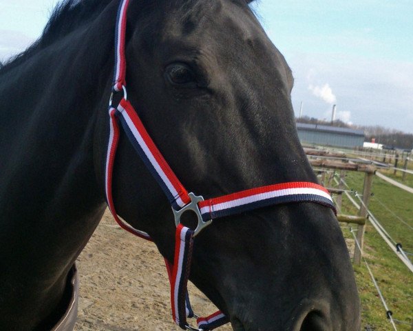 jumper Edine (KWPN (Royal Dutch Sporthorse), 2009, from Pierrot)