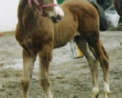 dressage horse Donnerboy (Rhinelander, 2002, from Donnerruf)