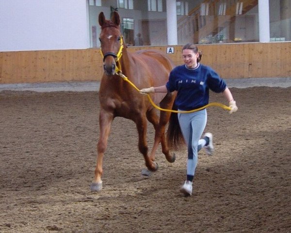 broodmare My Melody 12 (German Warmblood, 1998, from Welt Hit I O)