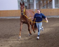 broodmare My Melody 12 (German Warmblood, 1998, from Welt Hit I O)