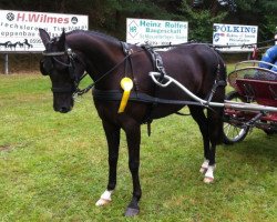 horse Bella 828 (German Riding Pony, 2005, from Black Magic)