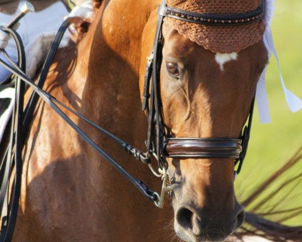 horse Rubin (Austrian Warmblood, 2002, from Ruiz Soler)