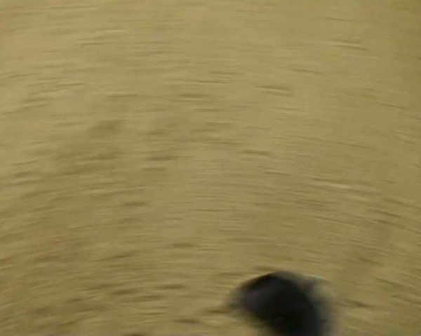 Video of Custom Wrangler