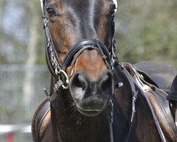 dressage horse Fayette (Rhinelander, 1998, from Feiner Ludwig)