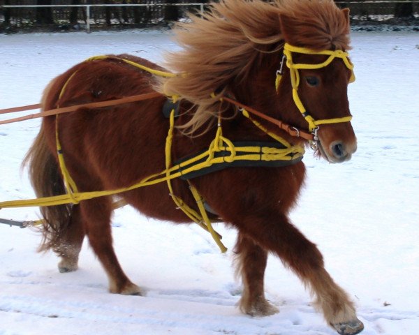 Dressurpferd Marie (Shetland Pony, 1999, von Bob)