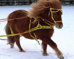 dressage horse Marie (Shetland Pony, 1999, from Bob)