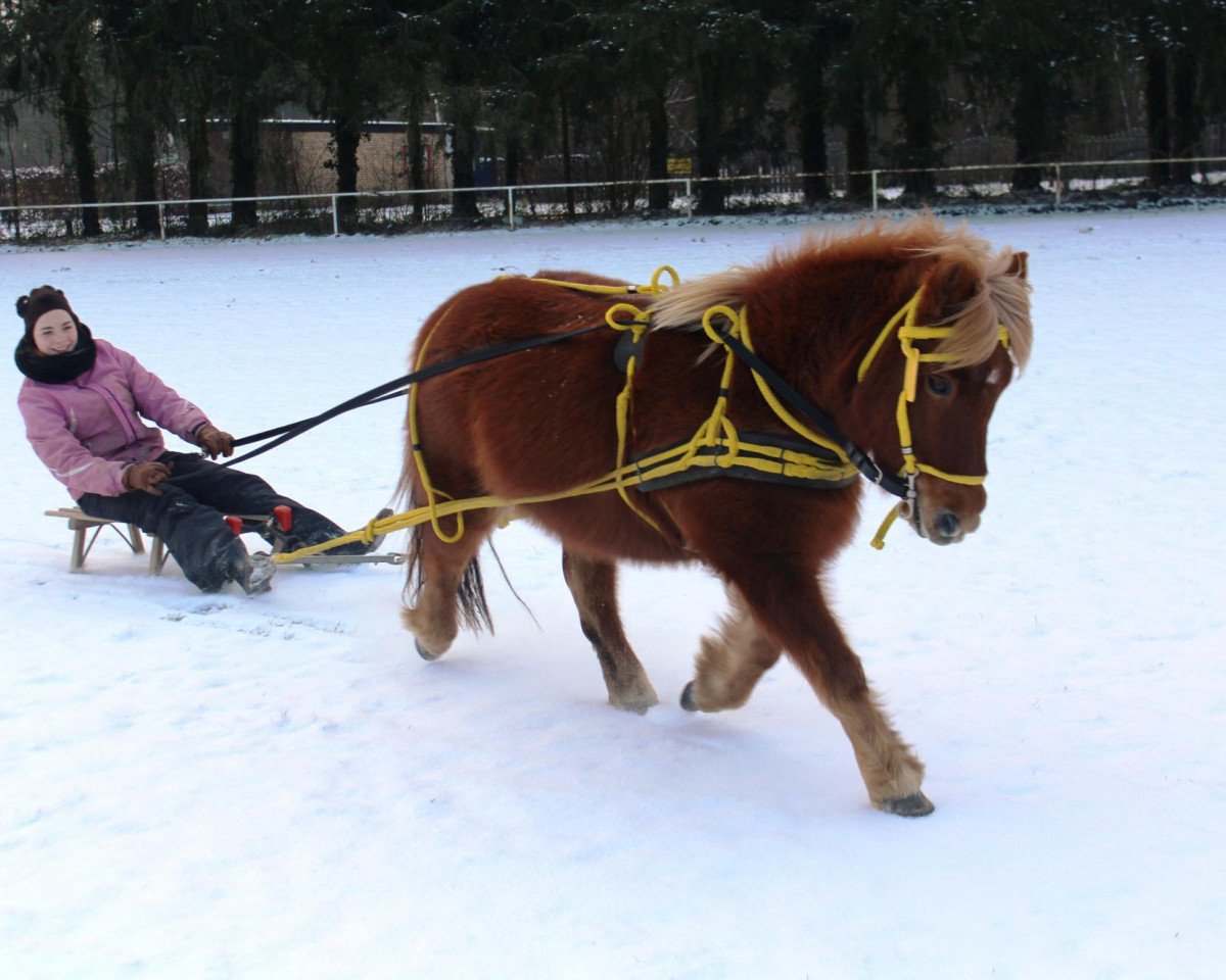 horse Samira (Shetland Pony, 1998, from Bob)