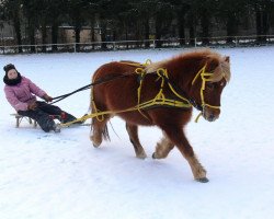 dressage horse Samira (Shetland Pony, 1998, from Bob)