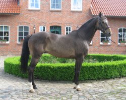 Springpferd Silvester 146 (Deutsches Sportpferd, 2007, von Sir Shutterfly)