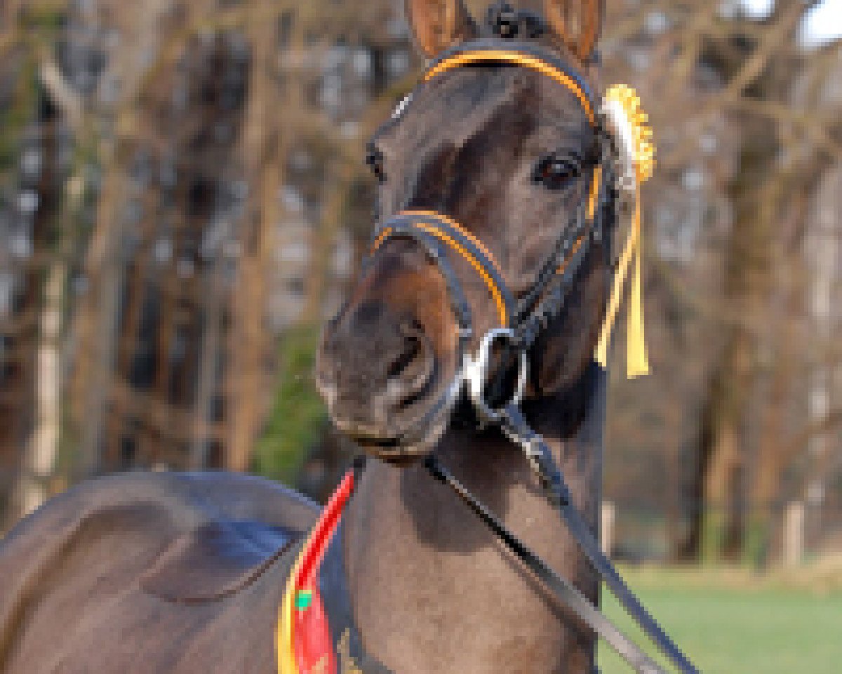 Deckhengst Monaco (New-Forest-Pony, 2001, von Mondrian 29)