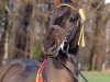 stallion Monaco (New Forest Pony, 2001, from Mondrian 29)