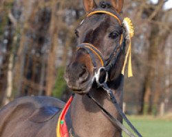 stallion Monaco (New Forest Pony, 2001, from Mondrian 29)