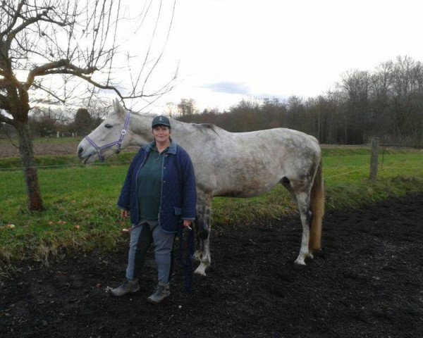 broodmare Landliebe (Hanoverian, 2002, from Lauries Crusador xx)