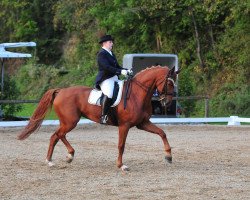 dressage horse Die Blonde (Hanoverian, 2005, from Danone 4)