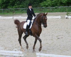 dressage horse Der Duke (Westphalian, 2001, from Don William)