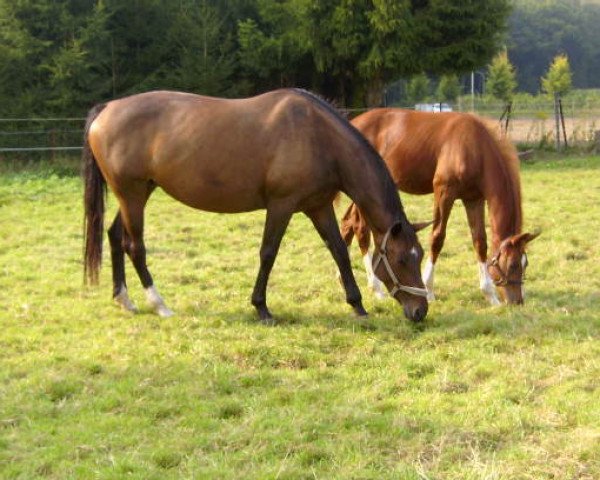 Zuchtstute Isabell (Rheinländer, 1998, von Itaxerxes)