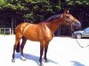 stallion Epsom Gesmeray (Selle Français, 1992, from Jalisco B)