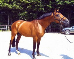 stallion Epsom Gesmeray (Selle Français, 1992, from Jalisco B)