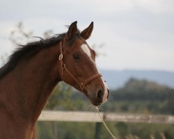 Springpferd Quidam's Paolo (Hannoveraner, 2004, von Quidam's Rubin)