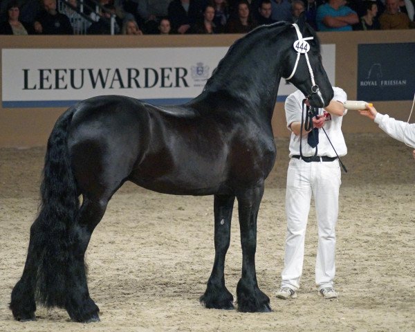 stallion Norbert 444 (Friese, 2004, from Tsjerk 328)